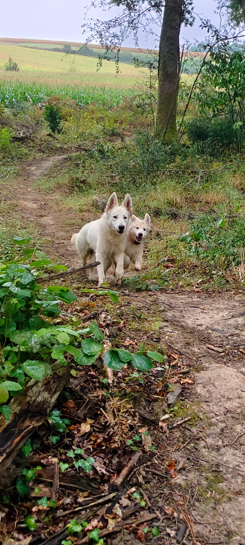 Une jeune femelle qui a sympathisé avec Vega, de quelques mois plus âgée qu'elle.